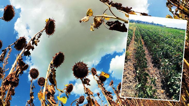 En büyük felaketimiz! Türkiye aşırı sıcaklık afetiyle karşı karşıya: Tarımsal üründe dengesizlik